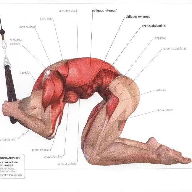 Triceps & Face Pull Rope – Push/Pull Gym Accessory